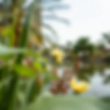 A close-up of the diverse flora surrounding Al Twar Pond