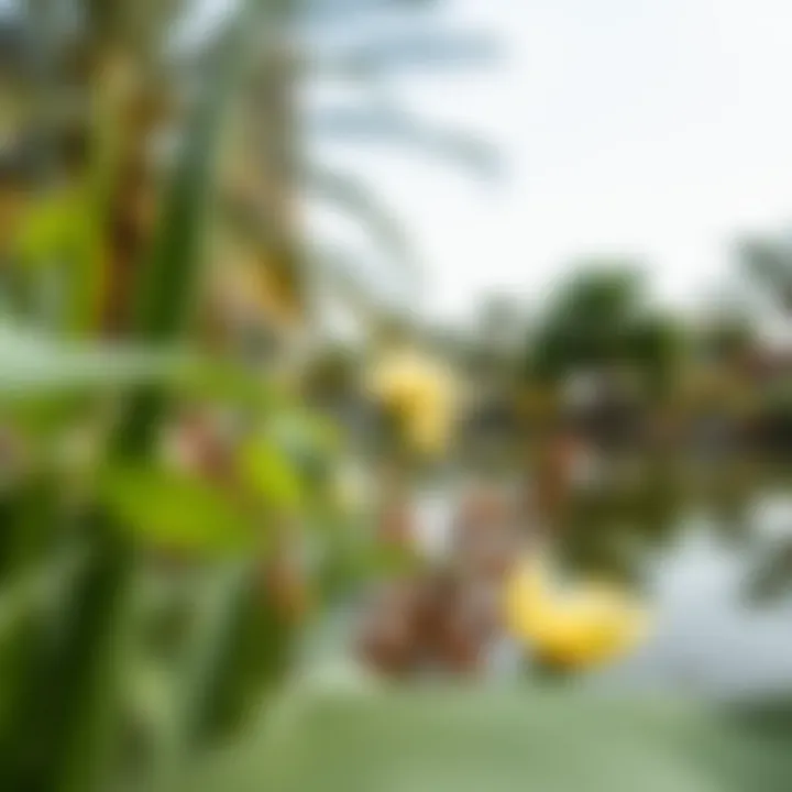 A close-up of the diverse flora surrounding Al Twar Pond
