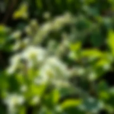 Ecological Balance in Al Waqa'a Lush greenery illustrating the ecological balance in Al Waqa'a