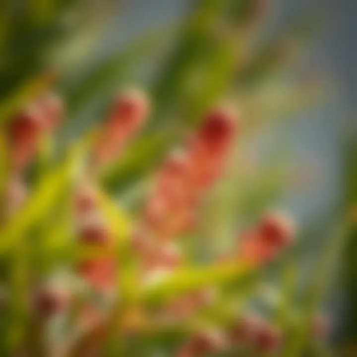 Unique plant species highlighting the adaptation to local climate