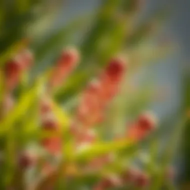 Adaptation of Flora to Al Waqa'a Climate Unique plant species highlighting the adaptation to local climate
