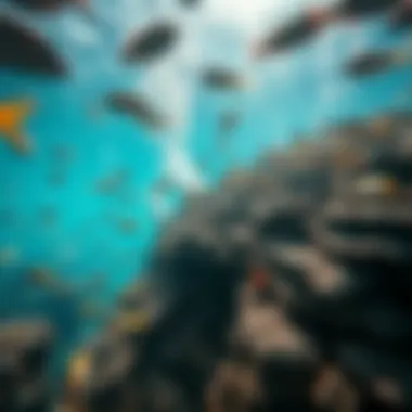 Underwater Wonders of Abu Dhabi Islands Vibrant marine life captured in the underwater ecosystem around the islands