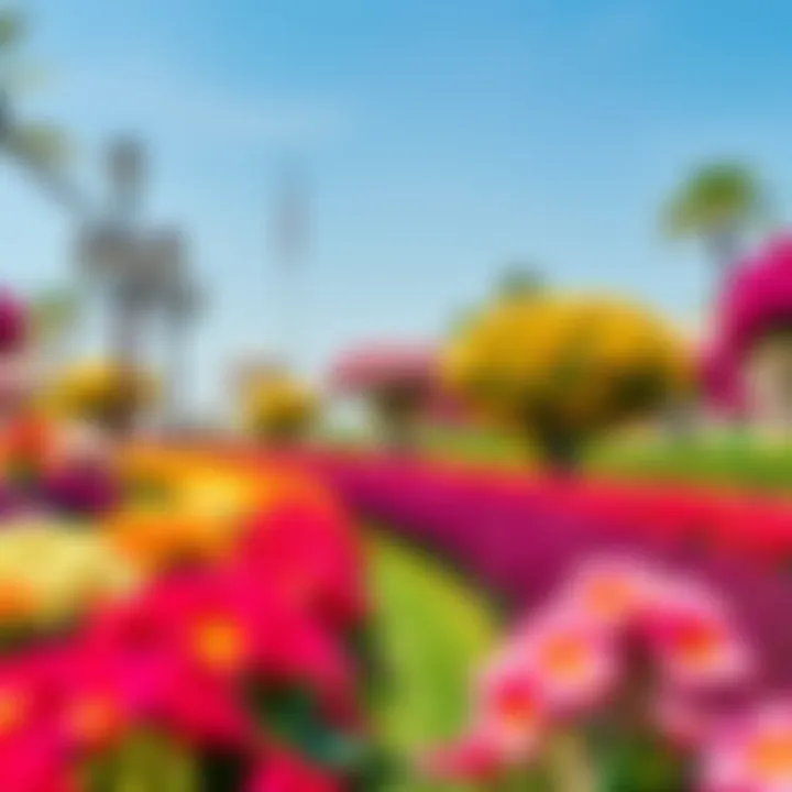 The vibrant atmosphere at the Dubai Miracle Garden with colorful blooms
