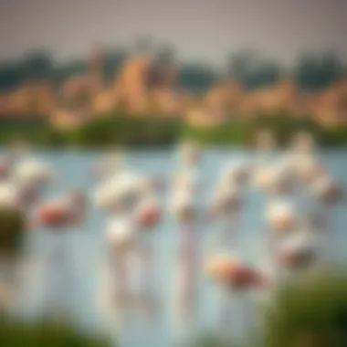 Flamingos at Ras Al Khor Flamingos in their natural habitat at Ras Al Khor, symbolizing biodiversity