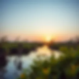 Stunning wetlands in Ras Al Khor