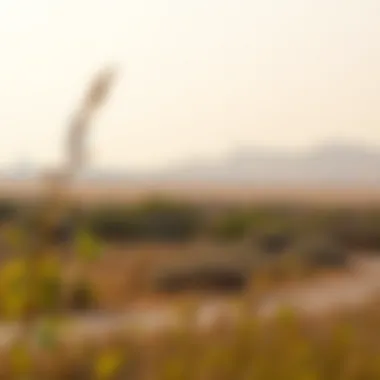 Diverse wildlife in Ras Al Khor's ecological areas